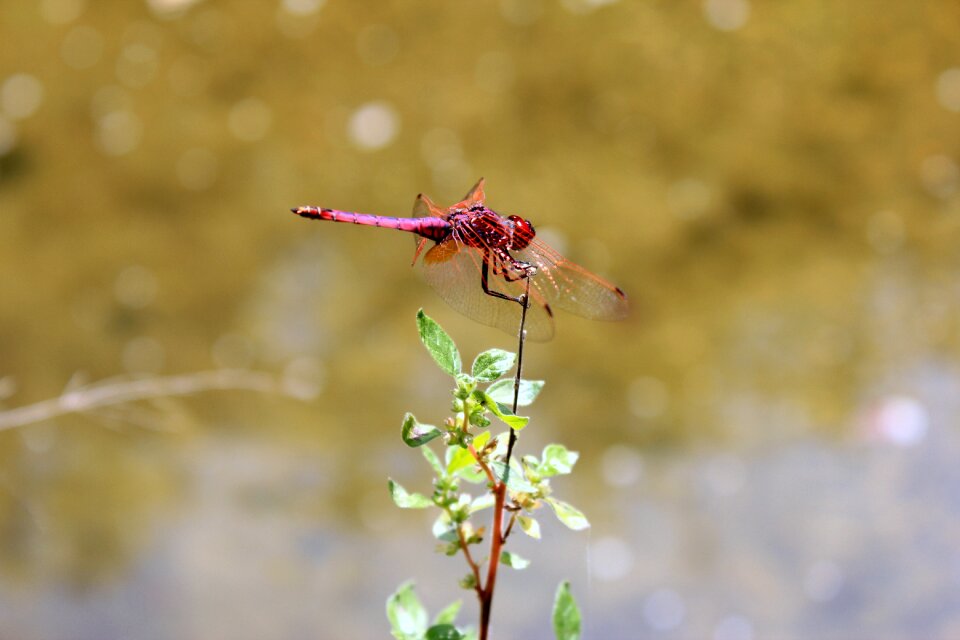 Dragonfly beetle red