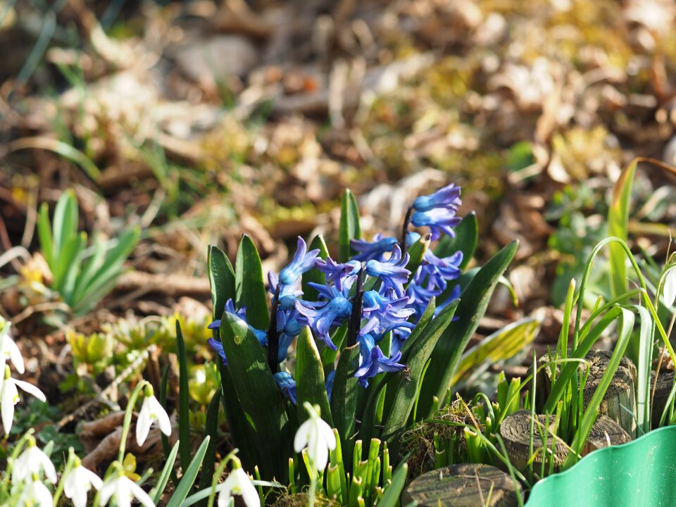Hyacinthus asparagus plant asparagaceae