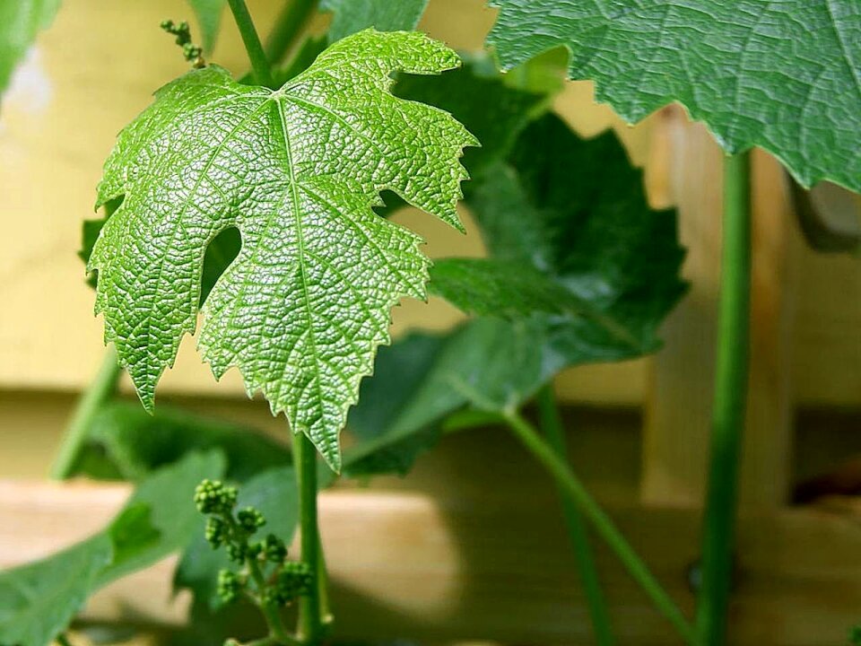 Leaf landscapes nature