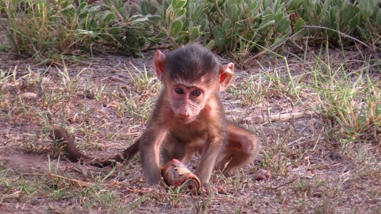 Mammal africa safari photo