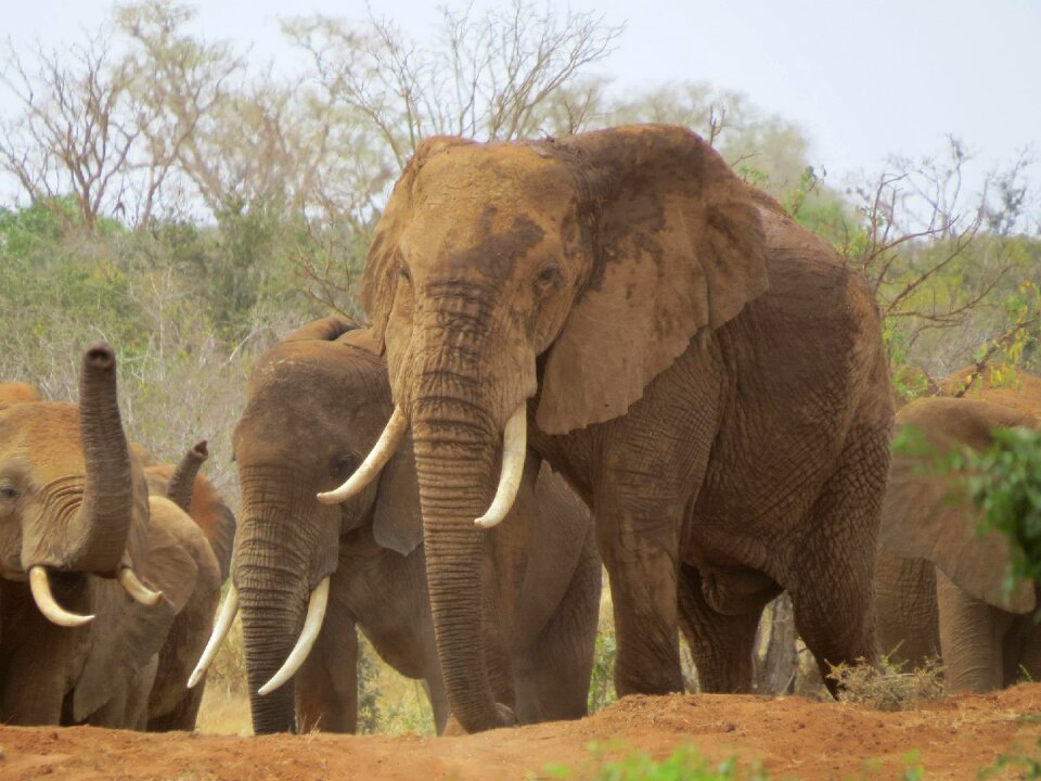 Mammal safari african