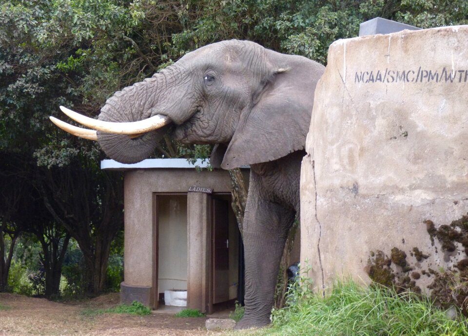 Toilet tusks campsite
