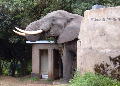 Toilet tusks campsite