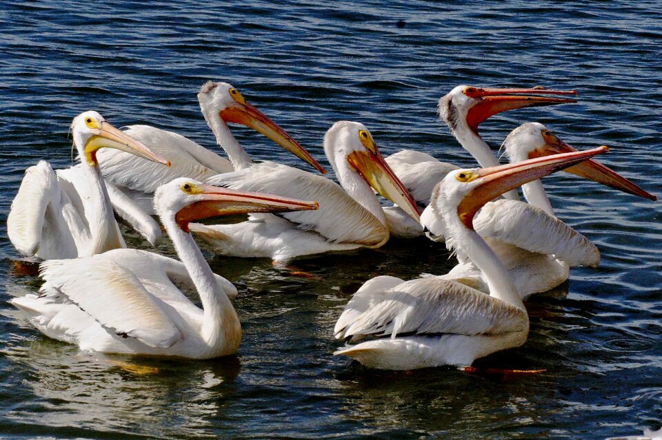 Pelican birds animals