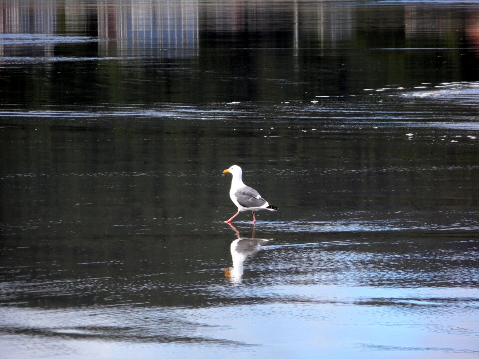 Sea life reflection sea