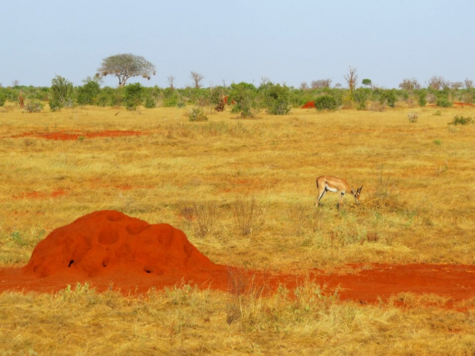 Africa grassland landscape