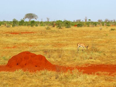 Africa grassland landscape photo