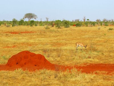 Africa grassland landscape