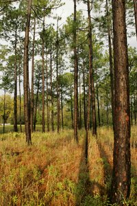 Forest landscapes nature photo