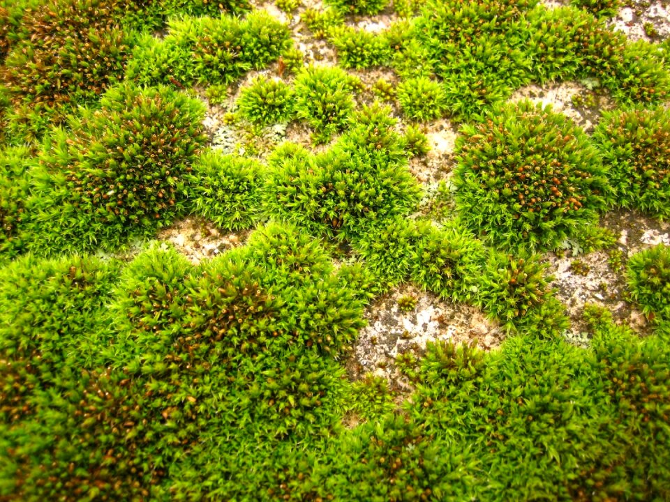 Grass landscapes nature