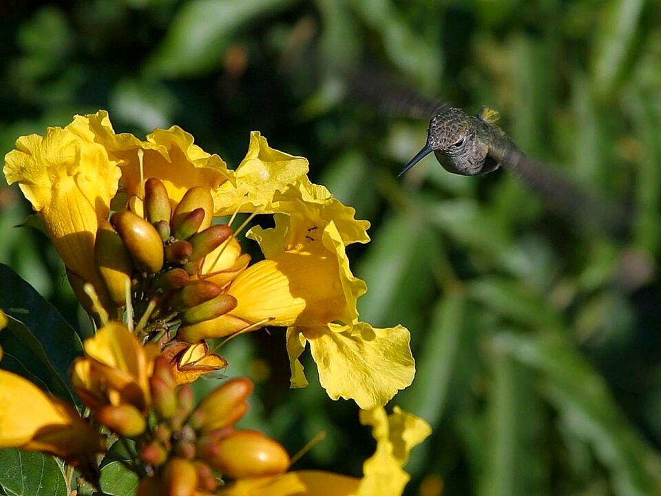 Hummingbirds birds animals