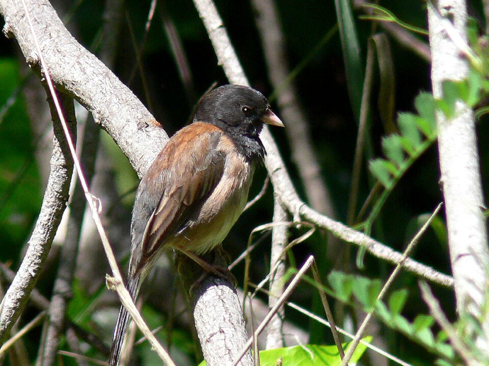 Hyemalis junco birds