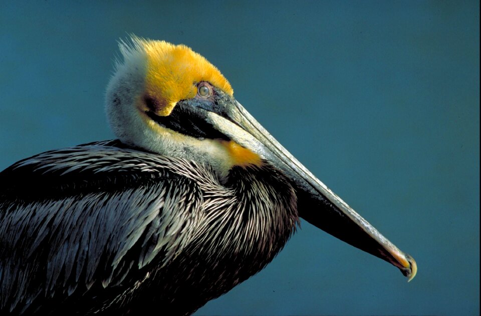 Pelican birds animals