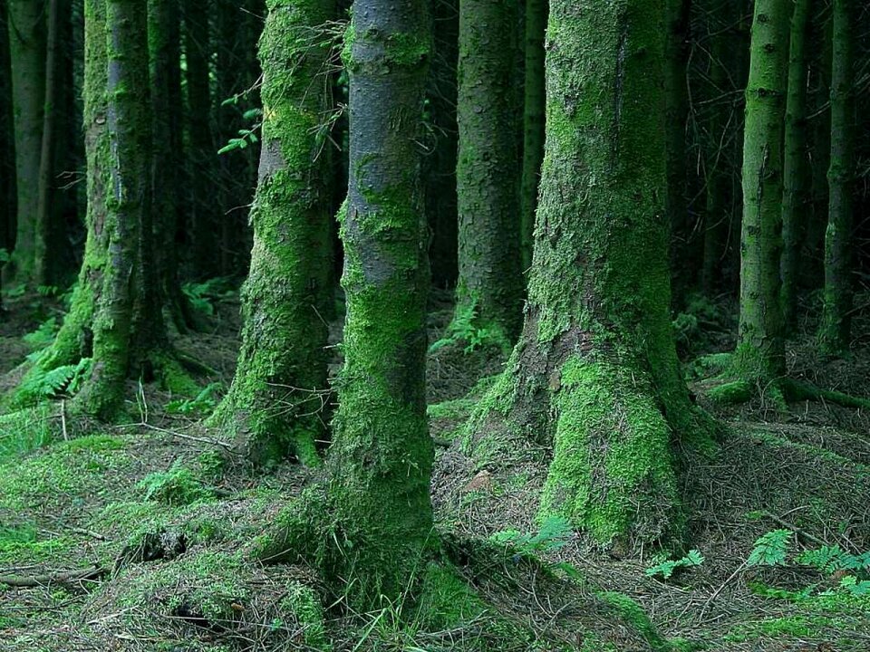 Landscapes nature green dark