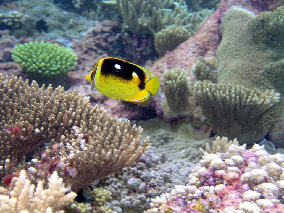 Fish butterfly underwater