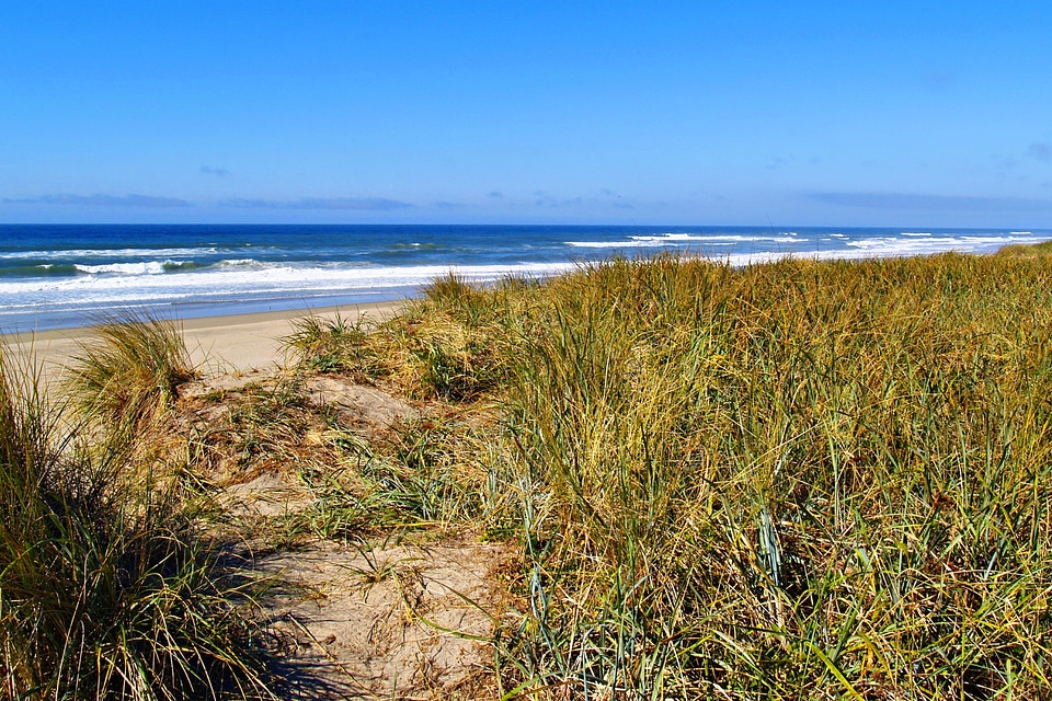 Sand beach grass water