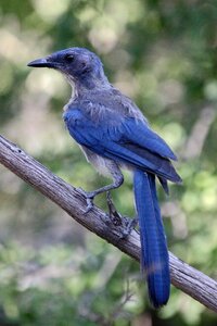 Scrub western jay