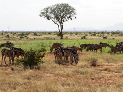 Africa safari wildlife