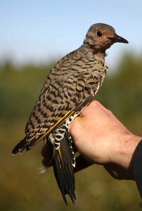 Birds animals fauna