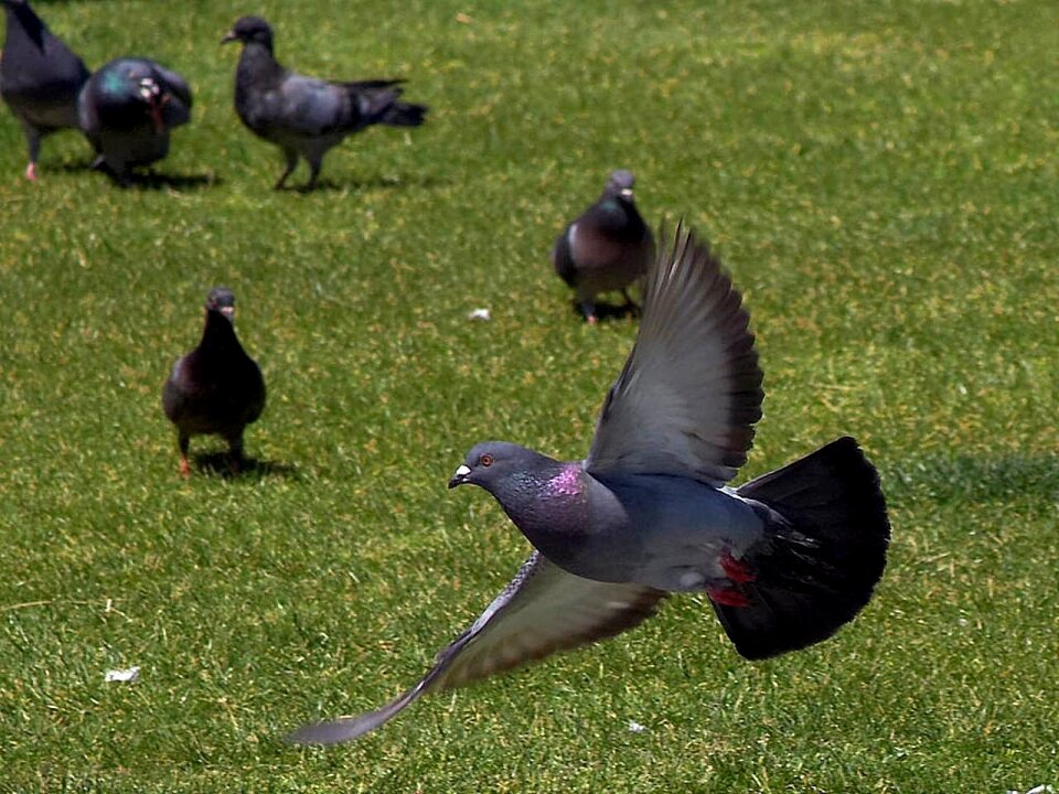 Birds animals fauna