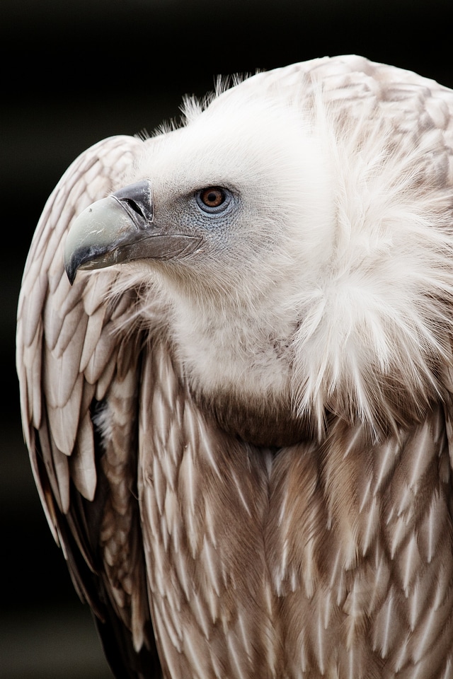 Feather feathers scavenger