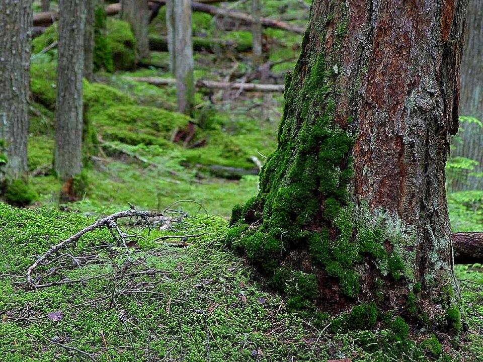 Mossy forest landscapes photo