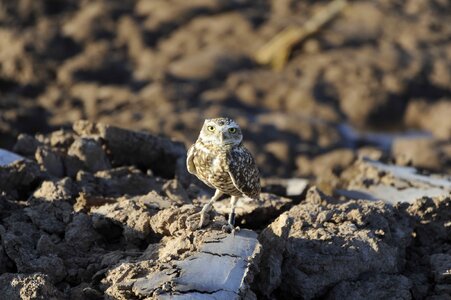 Owl birds animals