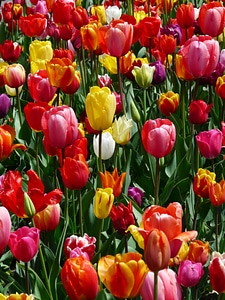 Flowers colorful color
