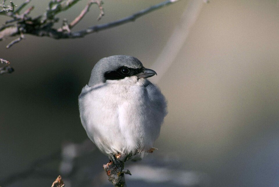 Bird shrike loggerhead
