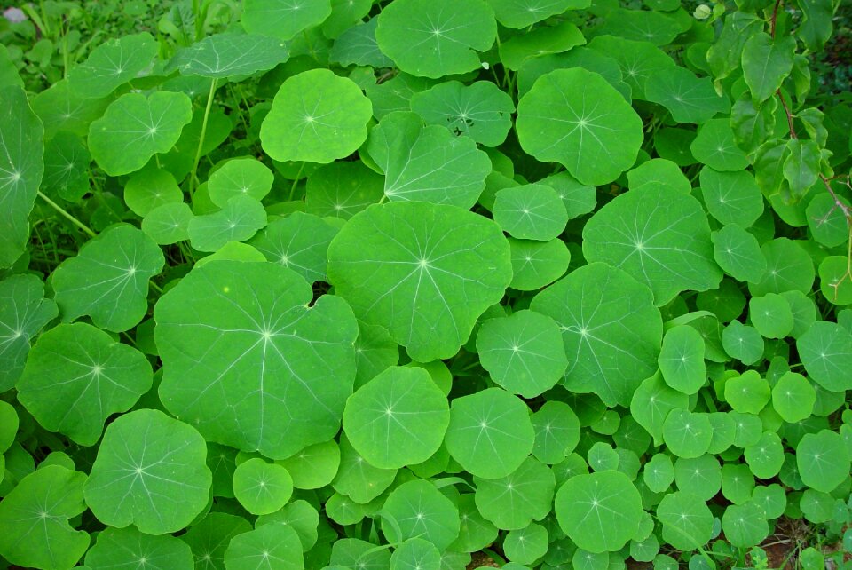 Leaf landscapes nature