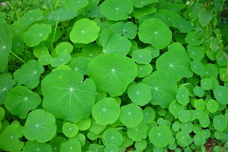 Leaf landscapes nature