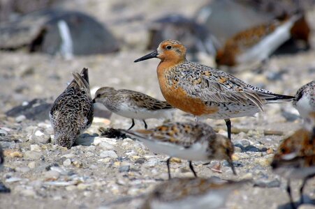 Sand red flock