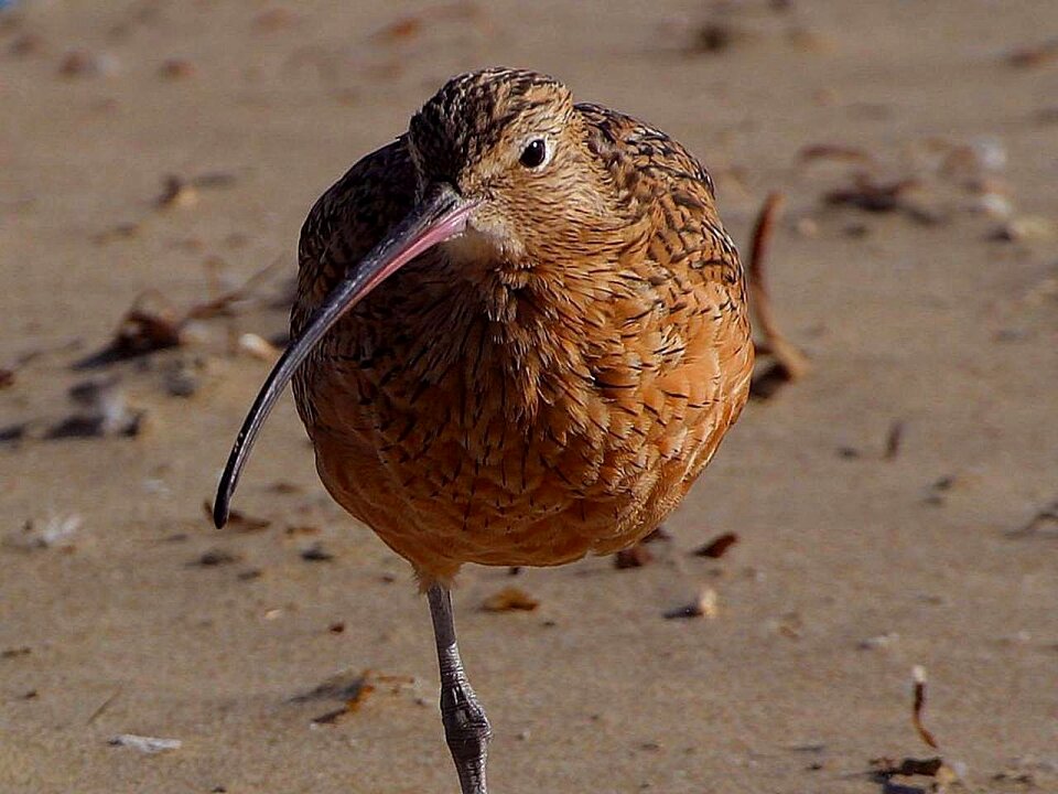 Sandpiper birds animals