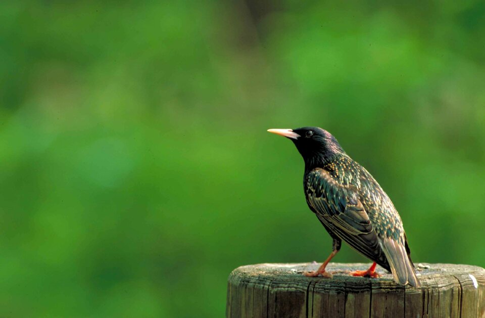 Vulgaris sturnus birds
