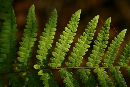 Providing leaf fern