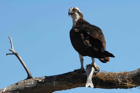 Perches an osprey
