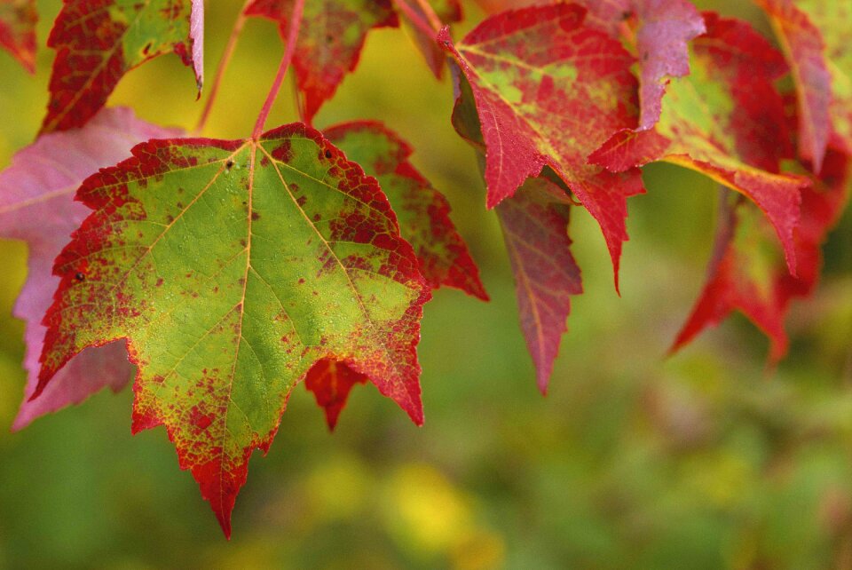 Leaves leaf landscapes