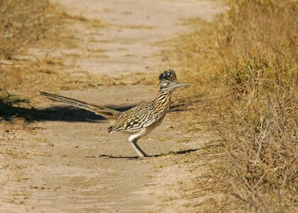 Standing bird roadrunner
