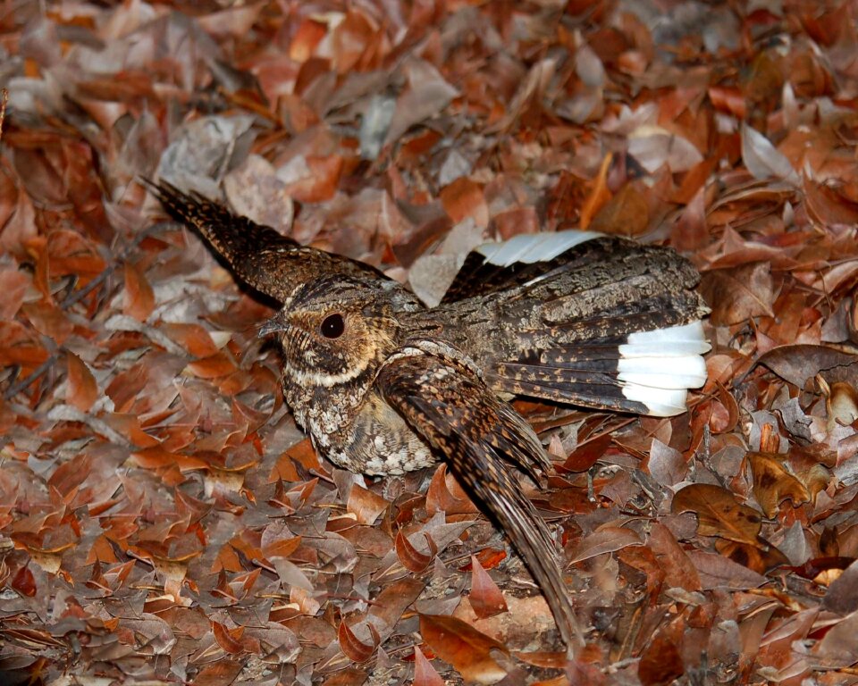 Nightjar rican puerto