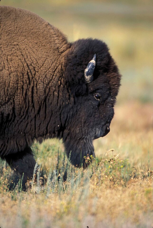 Profile buffalo bison