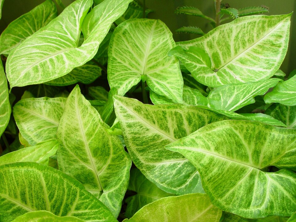Leaf landscapes nature