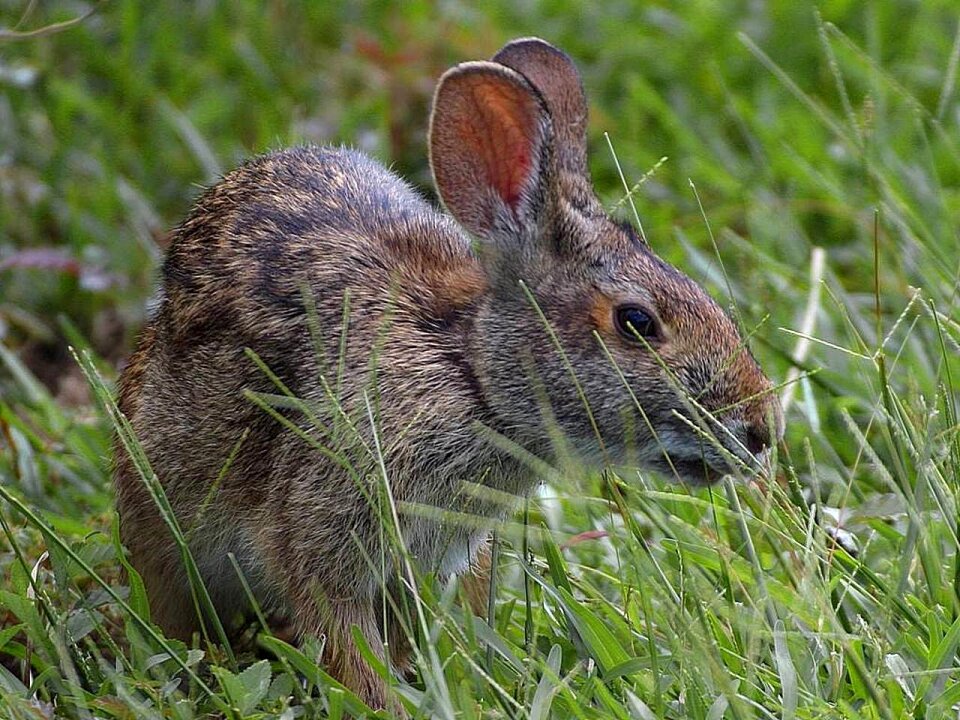Bunny animals fauna