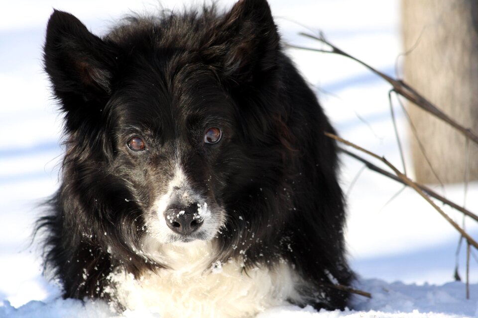 Border dogs animals