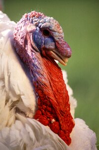 Animals fauna