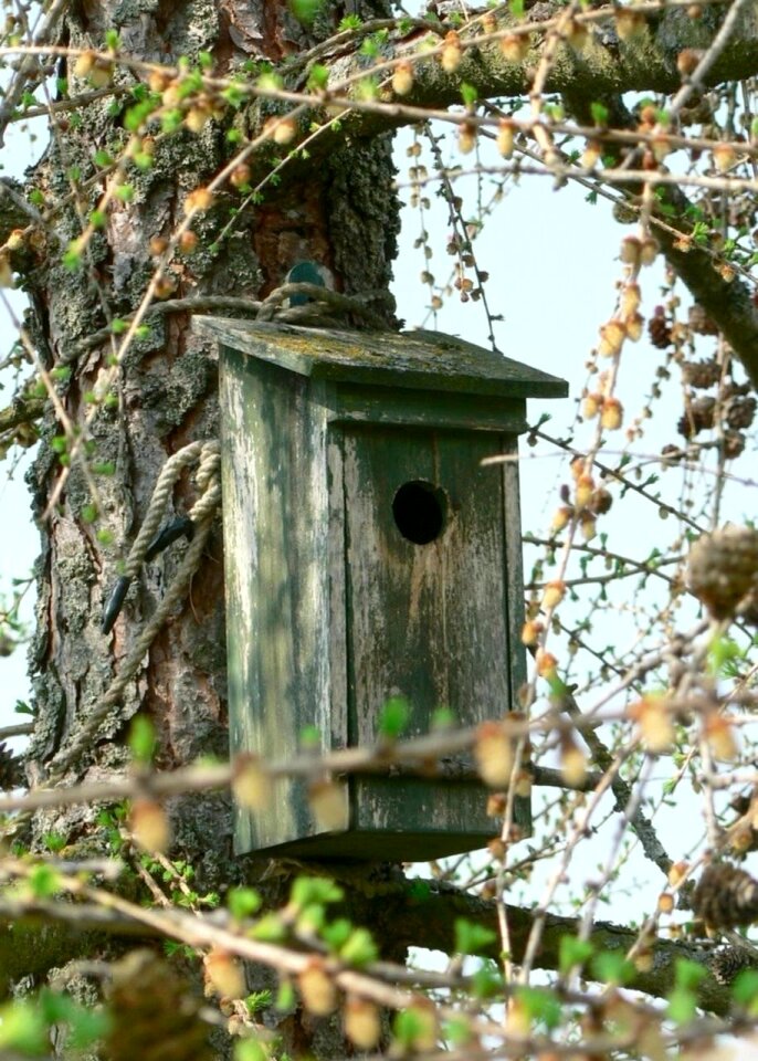 Wooden old