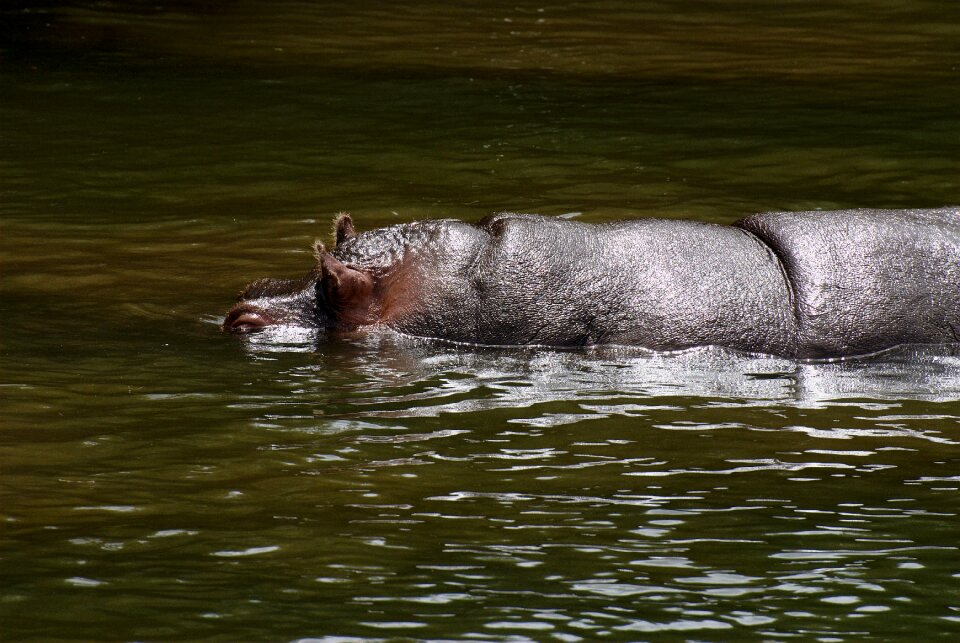 Animals fauna