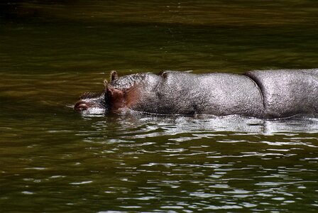 Animals fauna