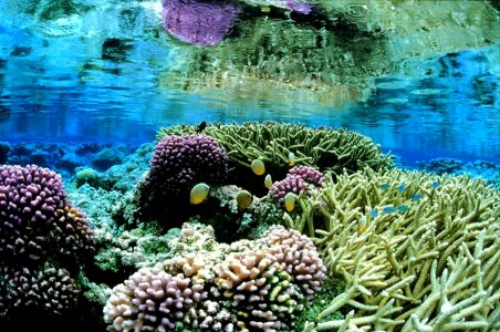 Coral underwater landscapes photo