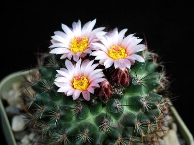 Cacti macro