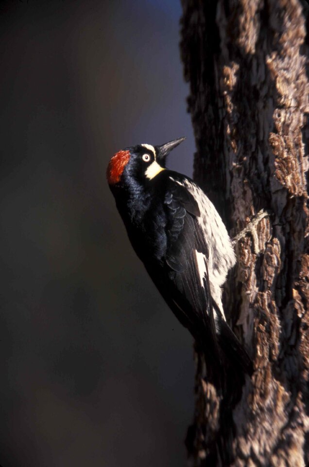 Tree acorn bird